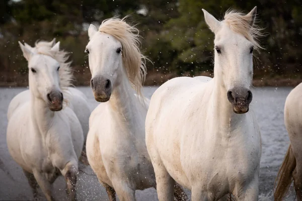 Białe Konie Rządzą Wodzie Całym Morzu Camargue Francja — Zdjęcie stockowe