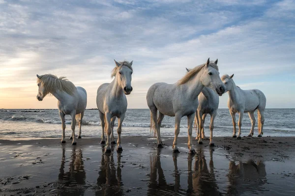 Białe Konie Chodzą Wodzie Całym Morzu Camargue Francja — Zdjęcie stockowe