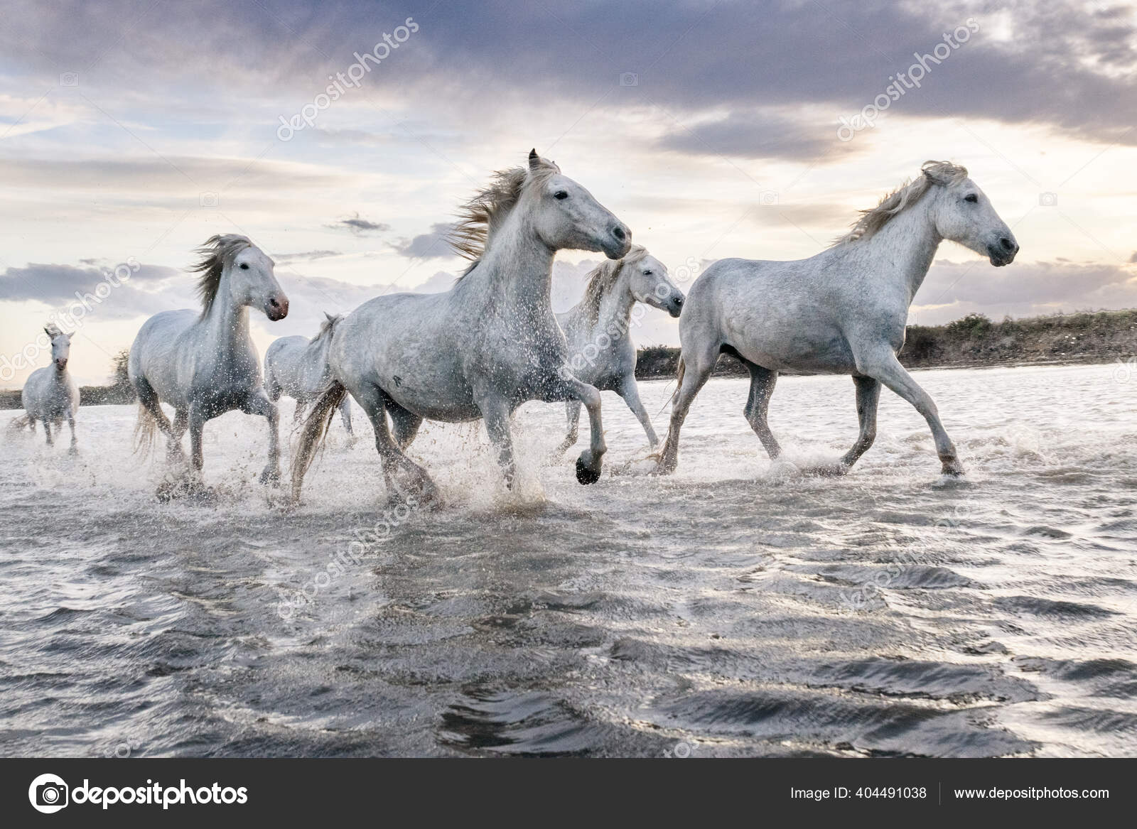 Hvite Hester Galopperer Vannet Camargue Frankrike – stockfoto © ventdusud  #404491038, image size:1600x1167