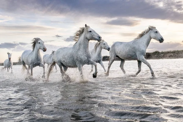 Caii Albi Galopează Apă Peste Tot Mare Camargue Franța — Fotografie, imagine de stoc