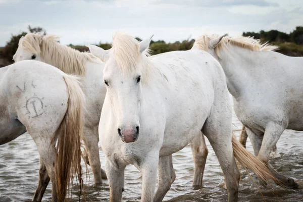 Fehér Lovak Csordája Fut Vízen Kép Camargue Ban Készült Franciaország — Stock Fotó