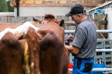 28 Eylül 2019, Charmey, Fribourg, Gruyeres, İsviçre: Gruyrere bölgesindeki Charmey köyü yakınlarındaki ünlü sığır taşıma günü. Çiftçi gösteri için inekleri hazırlıyor.