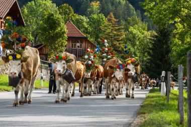 Charmey, Fribourg, İsviçre - 28 Eylül 2019: İsviçre Alplerinde Fribourg bölgesi olan Gruyeres yakınlarındaki Charmey 'de yıllık transshumance' da ineklerle çiftçiler