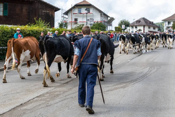 Vacas Trashumancia Anual Charmey Cerca Gruyeres Friburgo Los Alpes Suizos —  Fotos de Stock