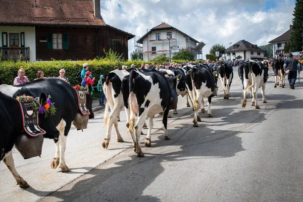 Vacche Sulla Transumanza Annuale Charmey Vicino Gruyeres Zona Friburgo Sulle — Foto Stock