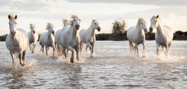 Λευκά Άλογα Καλπάζουν Στο Νερό Όλη Θάλασσα Στο Camargue Γαλλία — Φωτογραφία Αρχείου