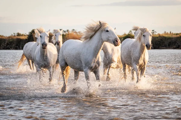 Białe Konie Galopują Wodzie Camargue Francji — Zdjęcie stockowe