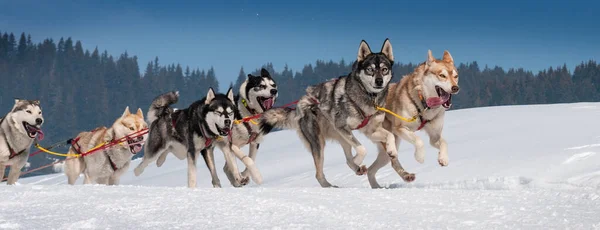 スポーツ犬チームが雪の中を走り — ストック写真