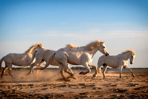 2019 Witte Paarden Lopen Het Zand Door Het Landschap Van — Stockfoto