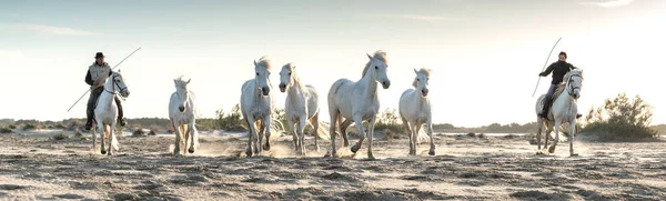 2019 White Horses Walking Sand All Landskape Camargue South France — Stock Photo, Image