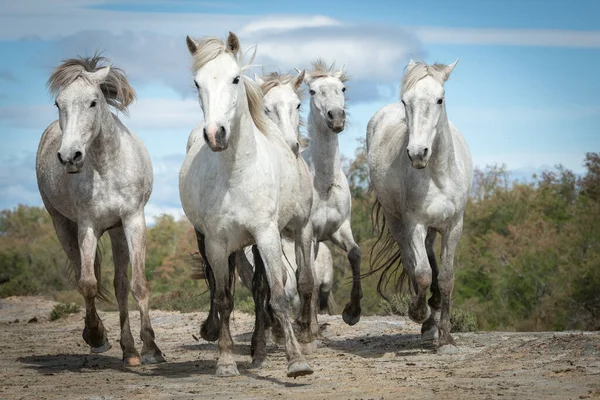 2019 Λευκά Άλογα Περπατούν Στην Άμμο Όλη Της Camargue Νότια — Φωτογραφία Αρχείου