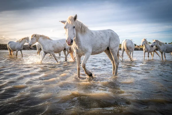 2019 Cavalos Brancos Estão Andando Areia Todo Landskape Camargue Sul Imagens De Bancos De Imagens