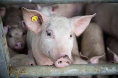 Çiftlikteki genç bir domuzun portresi.