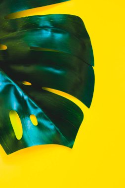 Tropikal orman palm monstera parlak sarı kağıt arka plan üzerinde bırakır. Yaz yaratıcı düz metin için kavram şablon koymak