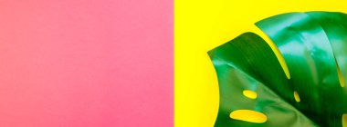 Tropikal orman palm monstera parlak sarı ve pembe çift ton kağıt arka plan üzerinde bırakır. Yaz yaratıcı düz metin için kavram şablon yatıyordu. Uzun geniş afiş