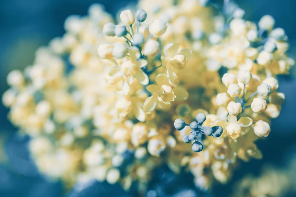 Unieke Gele Mahonia Aquifolium Bloem Close Beeld Tuin Van Voorjaar — Stockfoto