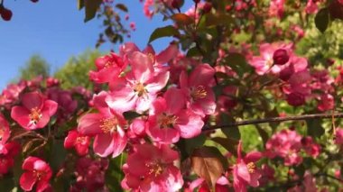Güzel beyaz çiçek açan elma ağacı dalları bahar video çiçekler.