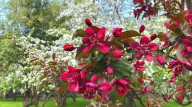 Güzel beyaz çiçek açan elma ağacı dalları bahar video çiçekler.