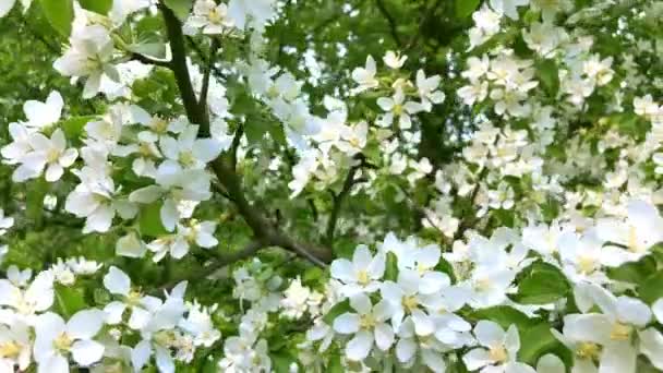 Güzel Beyaz Çiçek Açan Elma Ağacı Dalları Bahar Video Çiçekler — Stok video
