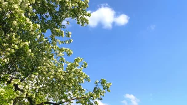 Belles Fleurs Blanches Fleurissant Branches Pommier Printemps Vidéo — Video