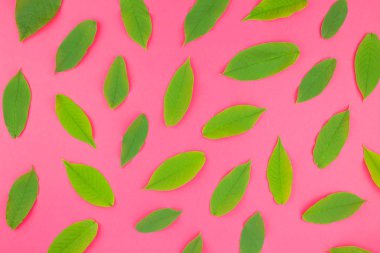 Parlak pembe arka plan en az pop sanat tarzı yaratıcı düz yatıyordu üstten görünüm desen taze yeşil yaprak