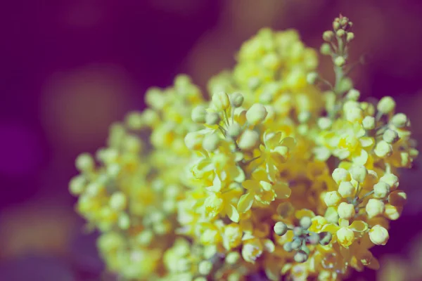 Unik Gul Mahonia Aquifolium Blomma Närbild Bild Vårträdgård Kort Skärpedjup — Stockfoto