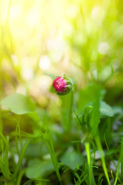 Einzigartige Bellis Englische Gänseblümchen Knospe Blume Grünen Gras Makroaufnahme Mit — Stockfoto