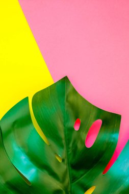 Tropikal orman palm monstera parlak sarı ve pembe kağıt arka plan üzerinde bırakır. Yaz yaratıcı düz metin için kavram şablon koymak