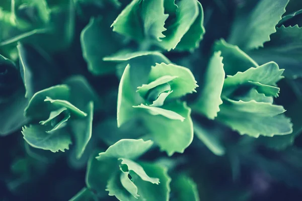 Художественный Макроснимок Листьев Растений Натурально Зеленая Тонированная Фотография Крупным Планом — стоковое фото