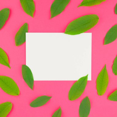 Yaratıcı düz yatıyordu üstten görünüm desen taze yeşil yukarı kartpostal sahte parlak pembe kare zemin üzerine bırakır ve en az popüler sanat stil, şablon için metin alanı kopyalayın