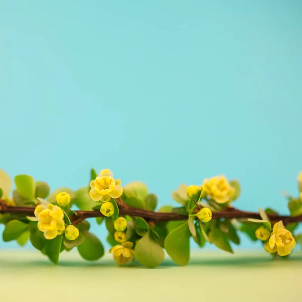 Spring Blossoming Barberry Branch Green Leaves Barbs Yellow Flowers Square — Stock Photo, Image