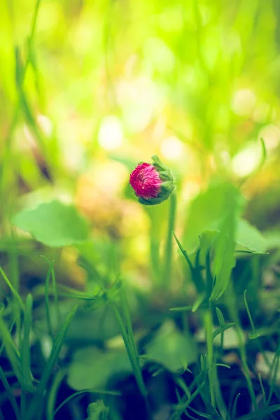 Unique Bellis English Daisy Bud Flower Green Grass Macro Shot — Stock Photo, Image