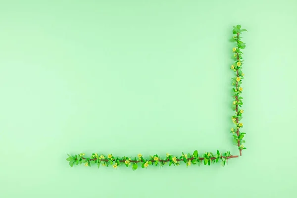 Творча Плоска Концепція Зверху Вид Весняного Цвітіння Гілки Барбарису Зеленим — стокове фото
