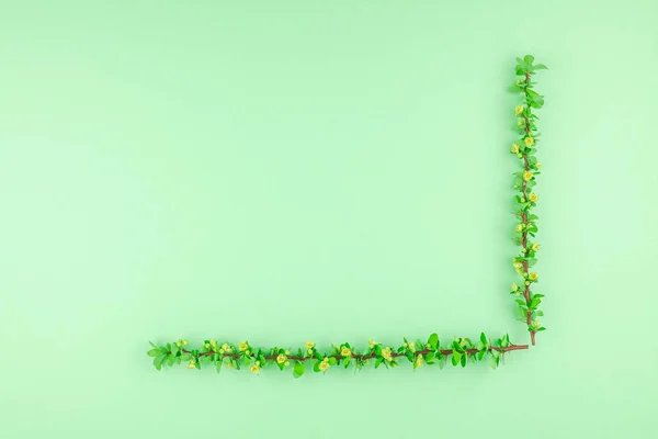 Creative Flat Lay Concept Top View Spring Blossoming Barberry Branch — Stock Photo, Image