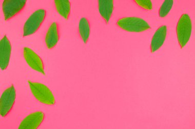 Parlak pembe arka plan kopya alanı en az pop sanat tarzı, metin için şablon ile yaratıcı düz yatıyordu üstten görünüm desen taze yeşil yaprak