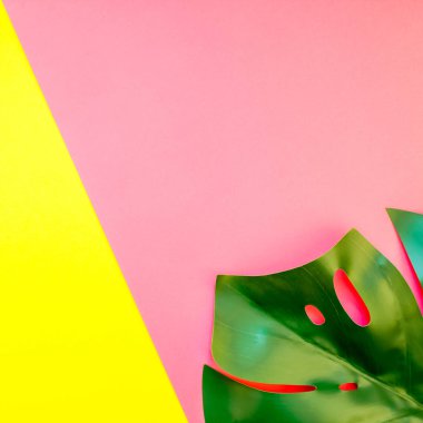 Tropikal orman palm monstera parlak kare sarı ve pembe çift ton kağıt arka plan üzerinde bırakır. Yaz yaratıcı düz metin için kavram şablon koymak