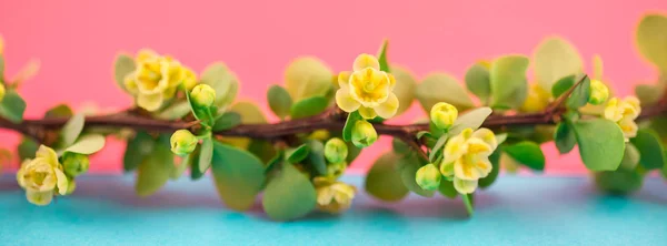 Primavera Florescendo Ramo Bérberis Com Folhas Verdes Farpas Flores Amarelas — Fotografia de Stock