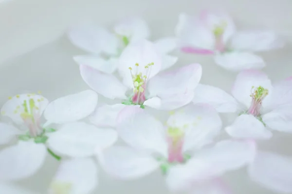 Detailní Záběr Bílé Jarní Kvetoucí Květy Apple Plovoucí Aroma Misku — Stock fotografie
