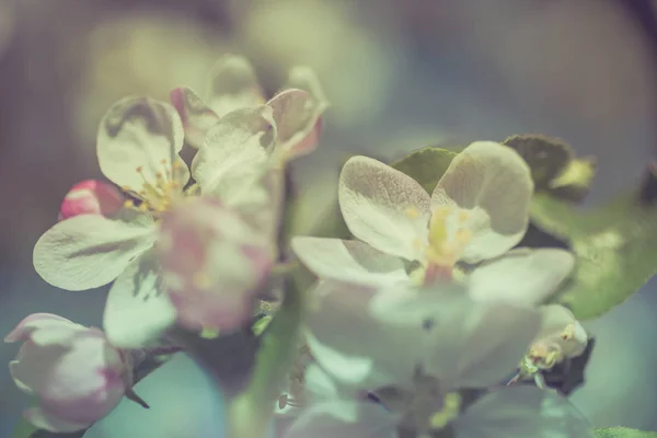 Apfelblüten Vor Verschwommenem Naturhintergrund Frühlingsblumen Kreatives Makrobild Mit Bokeh Geringe — Stockfoto