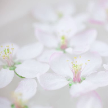 Elma ağacı çiçek aroması kâse su içinde yüzen çiçek beyaz Bahar yakın kare. Spa ve sağlıklı yaşam konsepti