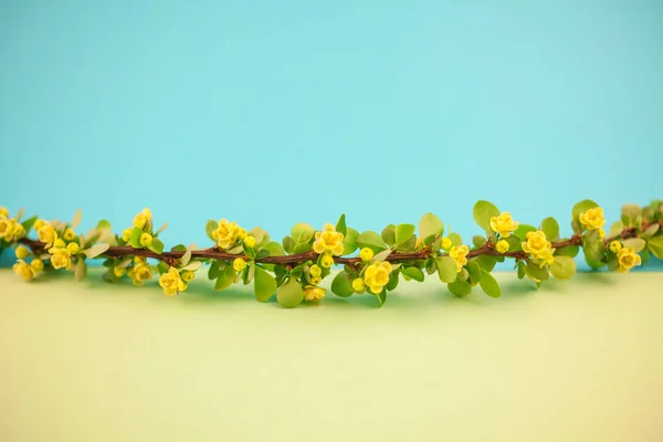 Primavera Florescendo Ramo Baga Com Folhas Verdes Farpas Flores Amarelas — Fotografia de Stock