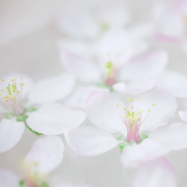 Carré Gros Plan Fleurs Pommier Fleurissant Printemps Blanc Flottant Dans — Photo