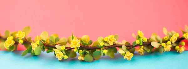 Voorjaar Bloeiende Berberisfamilie Tak Met Groene Bladeren Weerhaken Gele Bloemen — Stockfoto