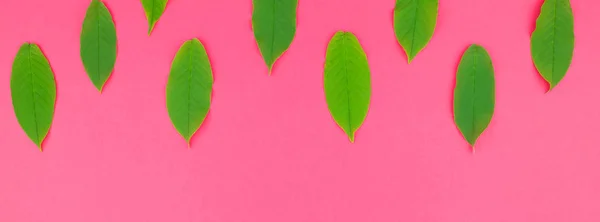 Креативный Плоский Вид Сверху Свежими Зелеными Листьями Ярко Розовом Фоне — стоковое фото