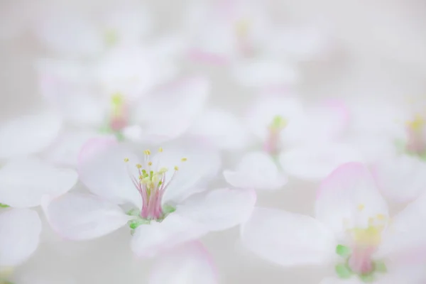 Närbild Vit Våren Blommande Apple Tree Blommor Svävar Aroma Skål — Stockfoto