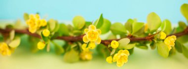 Bahar çiçek açması kızamık şube ile yeşil yaprakları, barbs ve pastel renk Kağıt arka plan kopya alanı en az tarzı, uzun geniş afiş ile sarı çiçekler