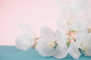 Elma çiçeği bulanık renkli arka plan üzerinde. Bahar çiçekleri yaratıcı makro bokeh görüntüsüyle. Sığ derinlik-in tarla. Spa ve sağlıklı yaşam konsepti