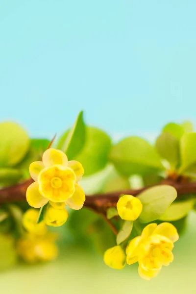 春天开花檗枝以绿叶 倒钩和黄色花在柔和的彩色纸背景以极小的样式复制空间 文本模板 — 图库照片