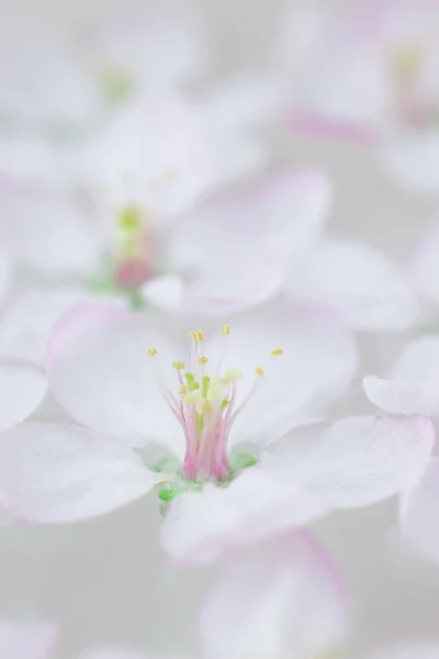 アロマ水を入れたボウルに浮かぶアップル ツリー花を開花白い春のクローズ アップ スパとウェルネスのコンセプト — ストック写真