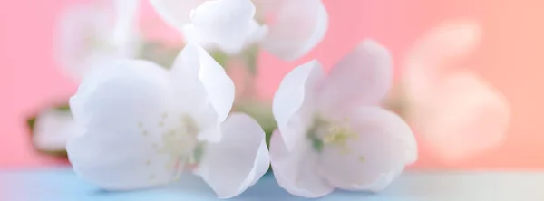 Jabloňové Květy Nad Rozmazané Barvy Pozadí Jarní Květy Kreativní Makro — Stock fotografie